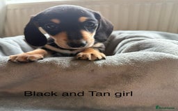 Miniature Dachshund dogs for sale: Miniature dachshund puppies ready 10/08/25 - Image 7