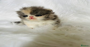 Exotic cats - Advert 16