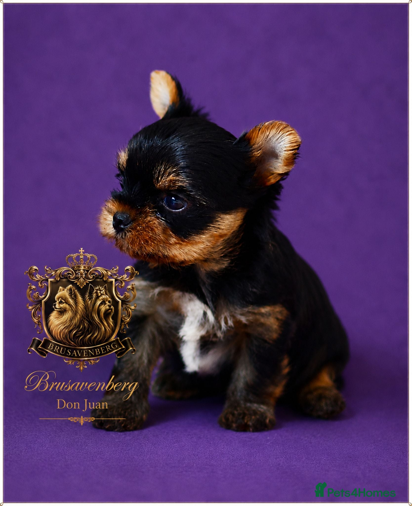 Yorkshire Terrier dogs BABY FACE MINIATURE YORKSHIRE TERRIERS KC DNA - Advert 8
