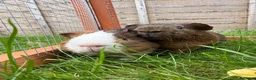 Guinea Pig rodents for sale: Baby guinea pigs! - Advert 2