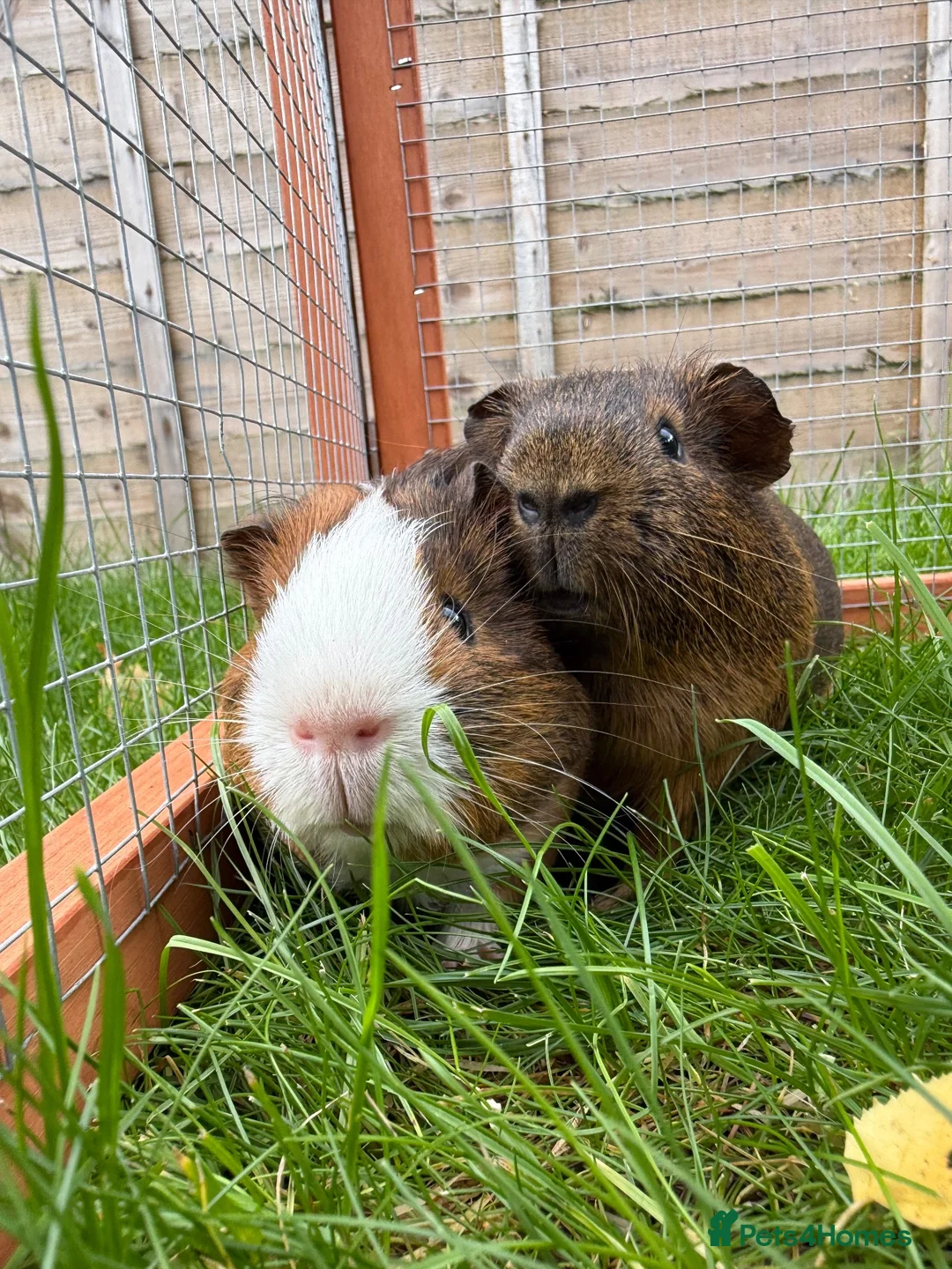 Guinea Pig rodents for sale: Baby guinea pigs! - Advert 2