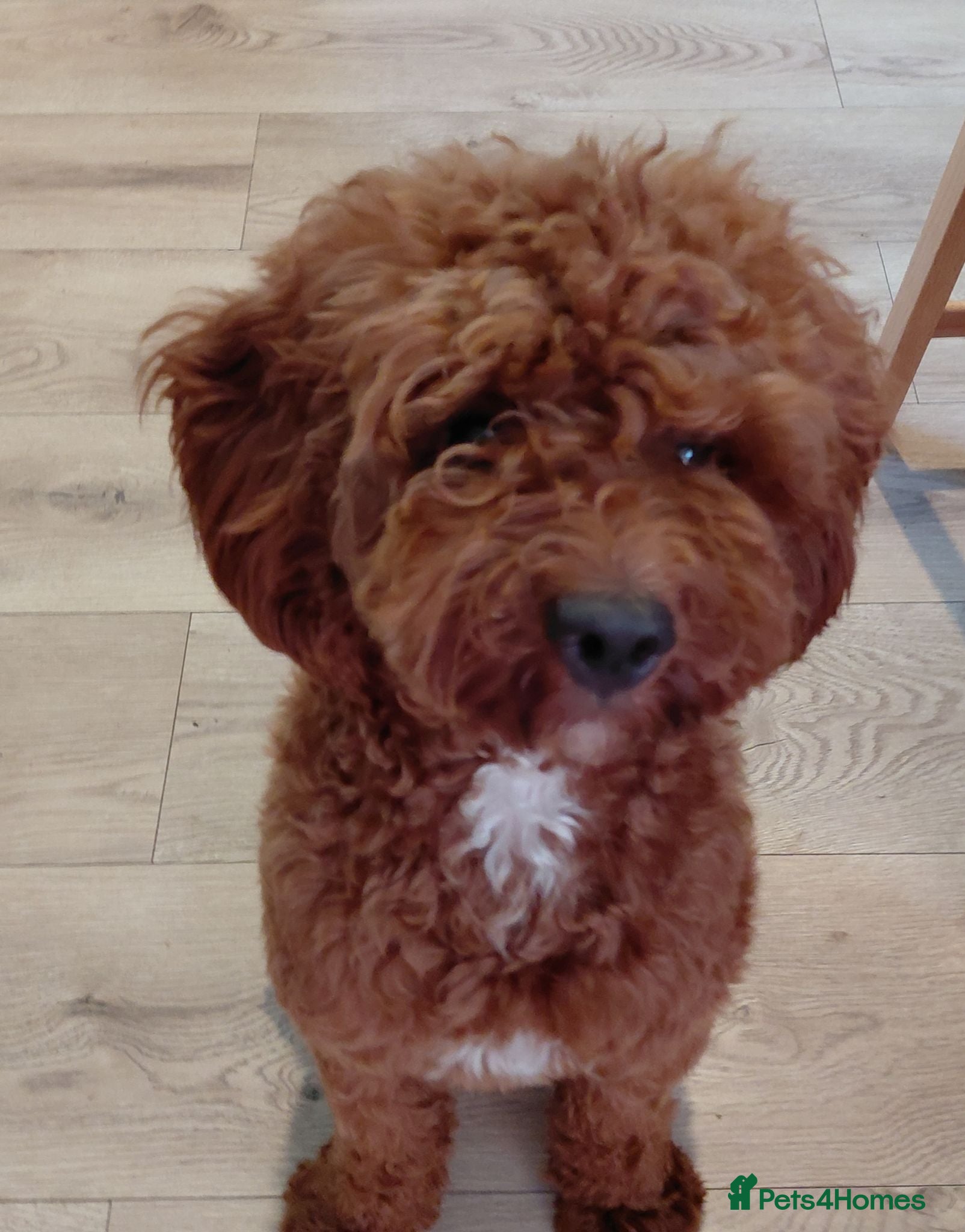 Cavapoo dogs F1 Toy cavapoo stud-extensively health tested - Advert 5