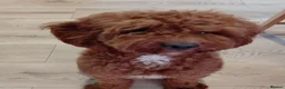 Cavapoo dogs for stud: F1 Toy cavapoo stud-extensively health tested - Advert 1