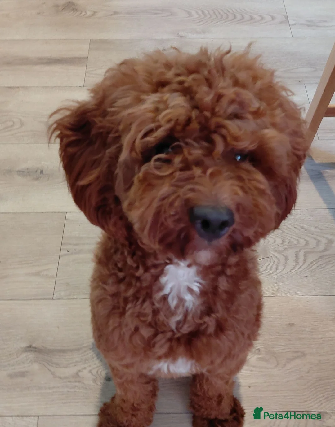 Cavapoo dogs for stud: F1 Toy cavapoo stud-extensively health tested - Advert 1