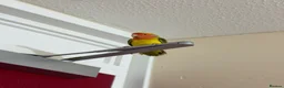 Lovebirds birds for sale: Bonded Pair of Lovebirds Looking for Loving Home - Advert 4