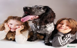 Cocker Spaniel dogs for stud: Stud cocker spaniel - Image 8