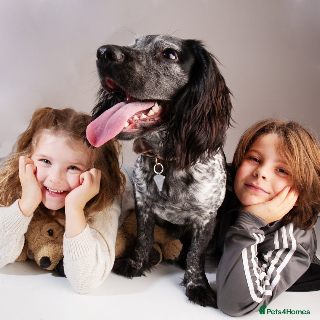 Cocker Spaniel dogs for stud: Stud cocker spaniel - Image 8
