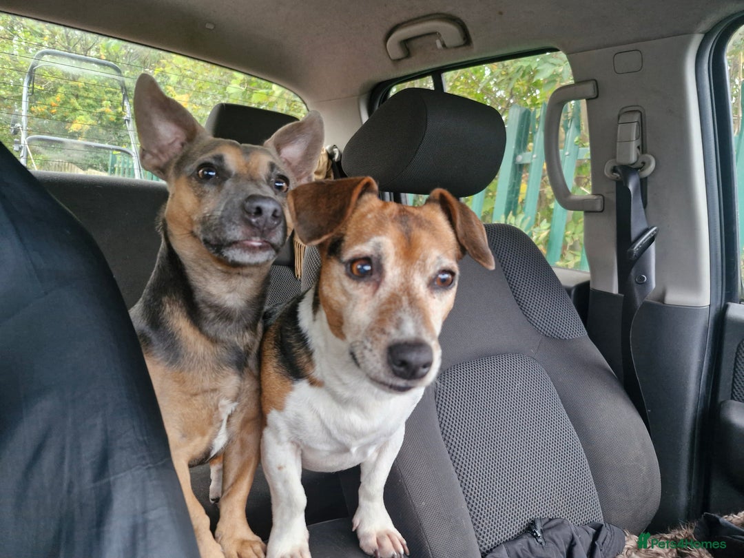 Jack Russell dogs for stud: Blue/lilac JACK russell stud  - Advert 5