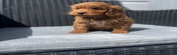 Cockapoo dogs for sale: beautiful Cockapoo ready now 😍😍 - Advert 2
