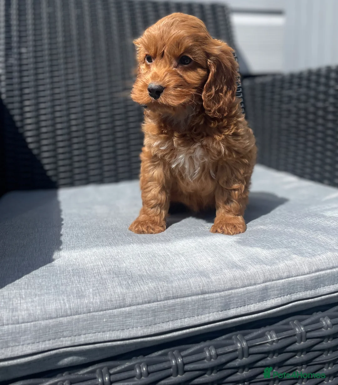 Cockapoo dogs for sale: beautiful Cockapoo ready now 😍😍 - Advert 2