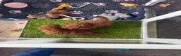 Toy Poodle dogs for sale: KC Registered Toy Poodle Puppies – DNA Clear,  - Advert 12
