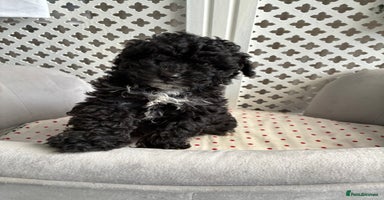 Maltipoo dogs - Advert 2