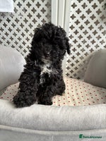 Maltipoo dogs - Advert 1