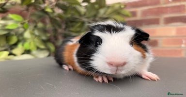 Guinea Pig rodents - Advert 6