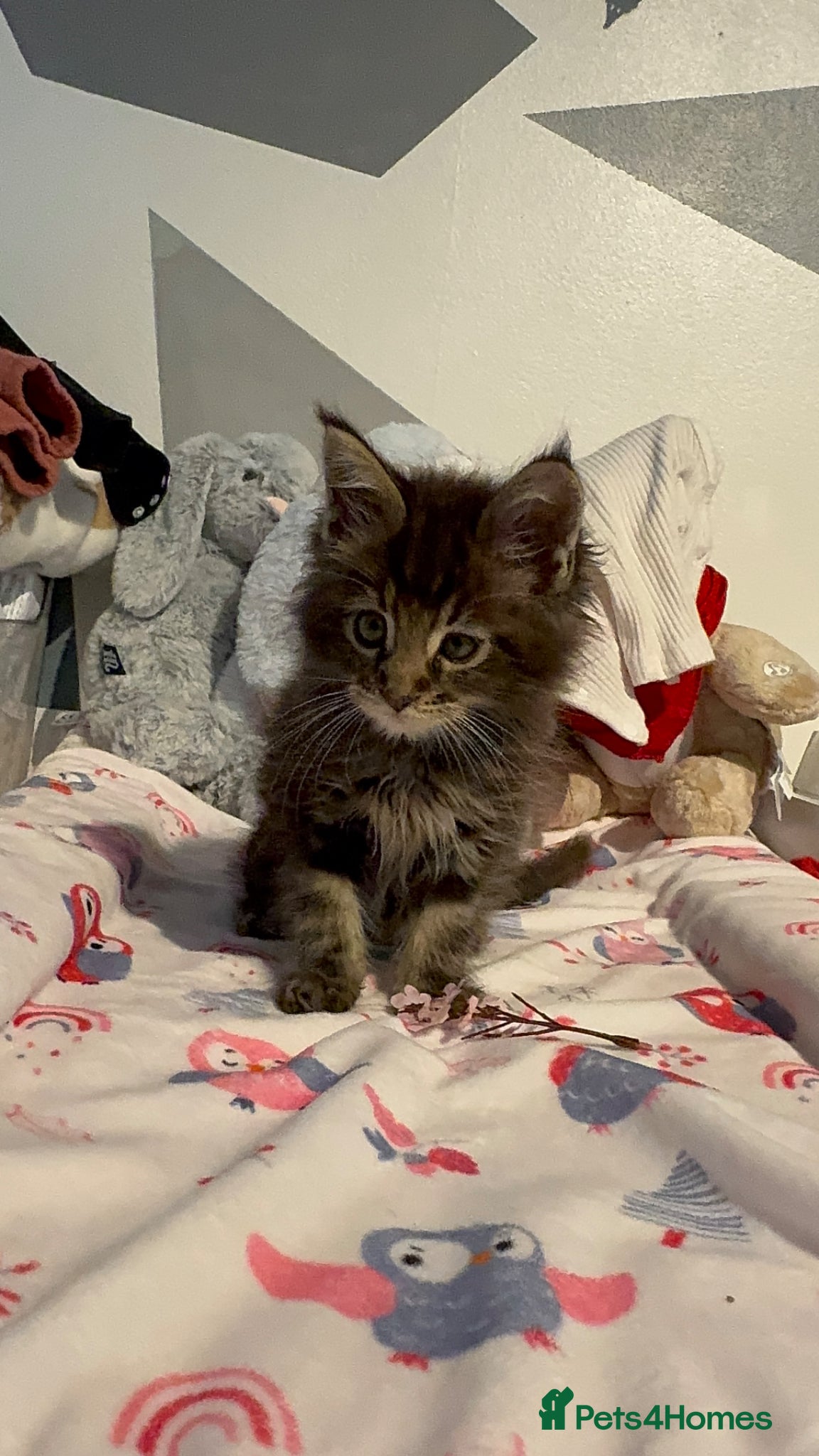 Maine Coon cats for sale: 4 full Maine Coon for sale  - Advert 6