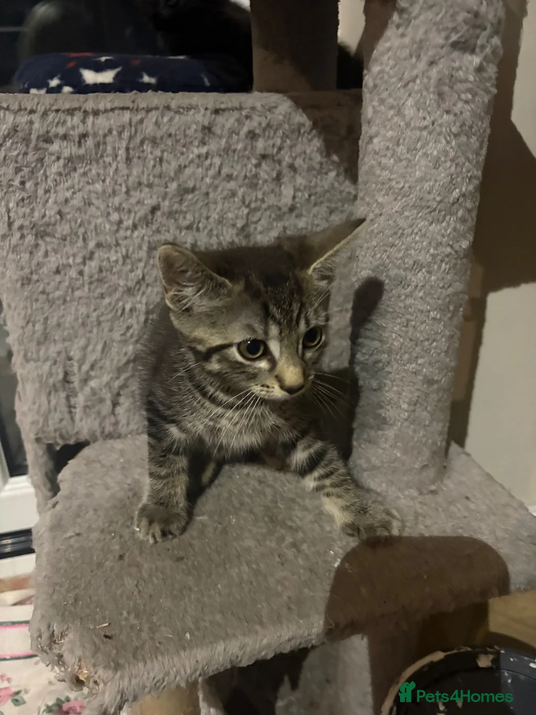 Mixed Breed cats for sale: Kittens in Saint Helens - Advert 2