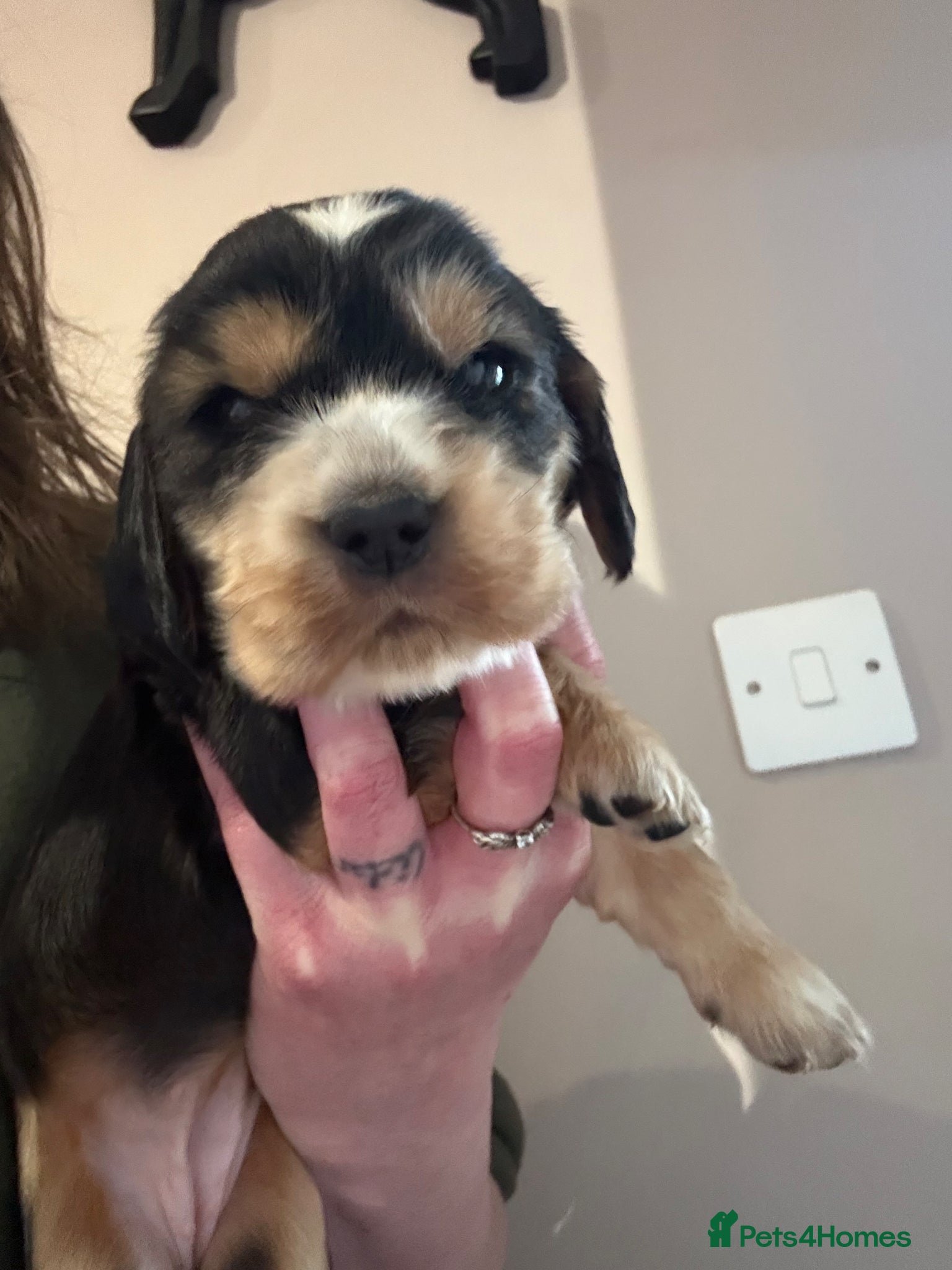 Cocker Spaniel dogs Beautiful Kc reg litter of show type cockers   - Advert 1