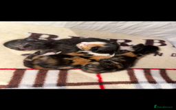 Domestic Shorthair cats for sale: Our beautiful Girl has had a litter of 3  - Image 2