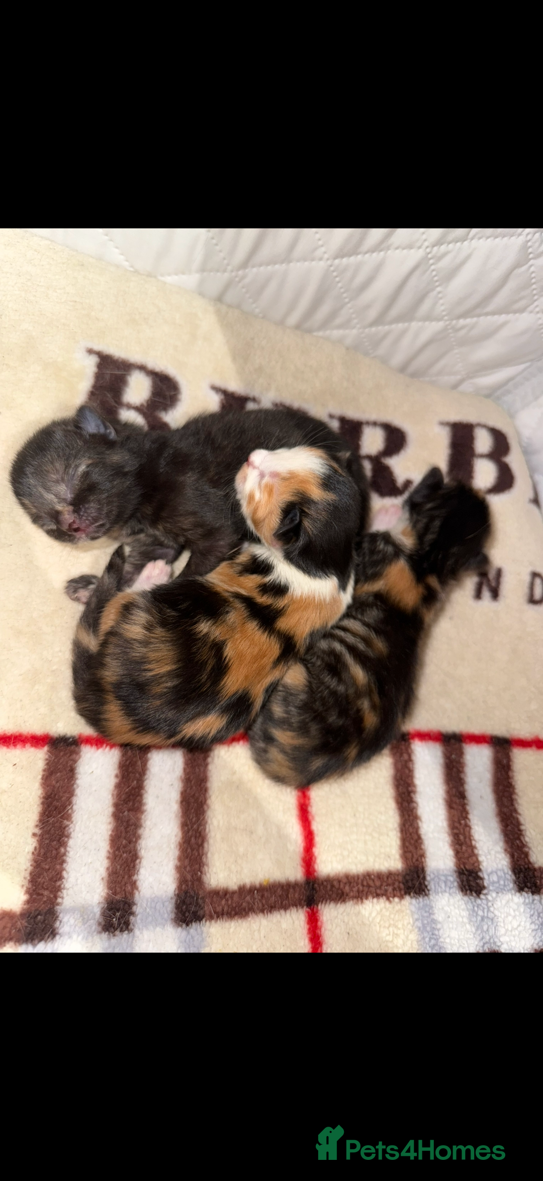 Domestic Shorthair cats for sale: Our beautiful Girl has had a litter of 3  - Image 2