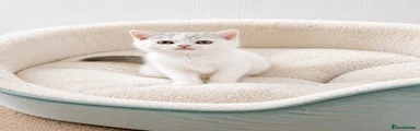 Male Shorthair 4