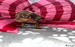 Dachshund dogs for sale: Dachshund puppies  - Image 8