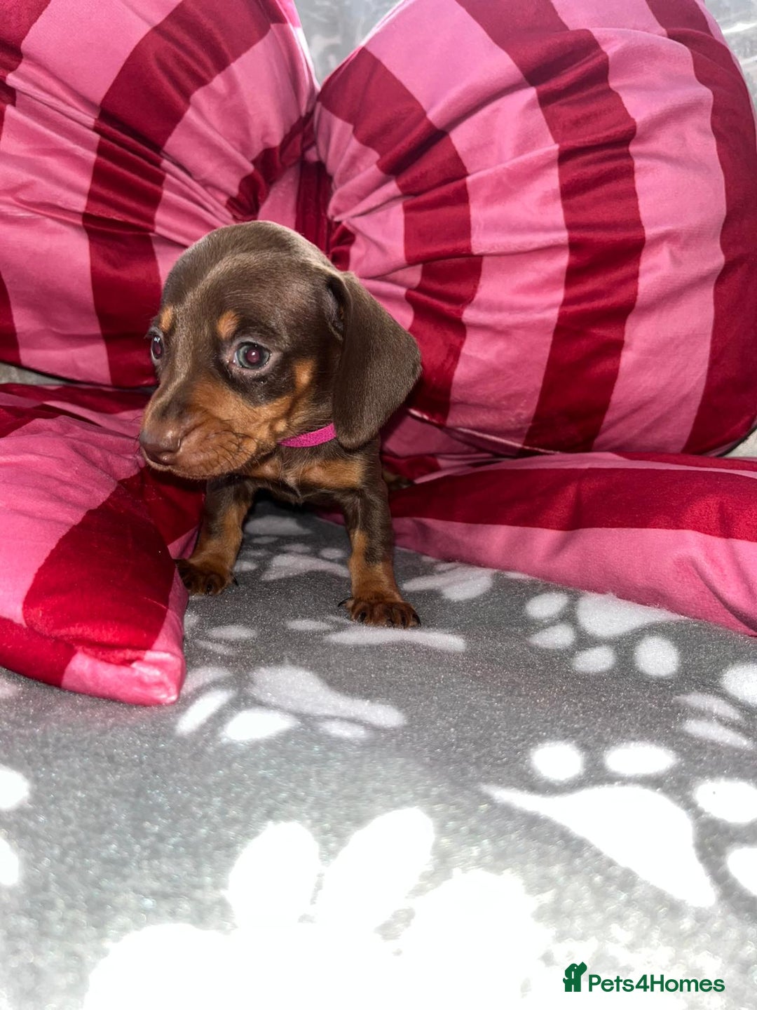 Dachshund dogs for sale: Dachshund puppies  - Image 8