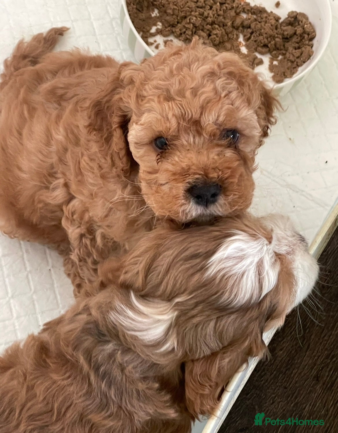 Cockapoo dogs Beautiful male cockapoo puppy  - Advert 1