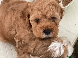 Cockapoo dogs Beautiful male cockapoo puppy - Advert 1