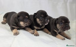 French Bulldog dogs for sale: TOP QUALITY KC REG FRENCHIES AVAILABLE  - Image 23