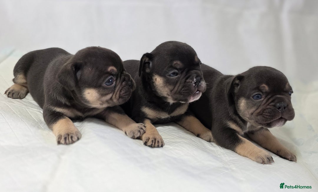 French Bulldog dogs for sale: TOP QUALITY KC REG FRENCHIES AVAILABLE  - Image 23