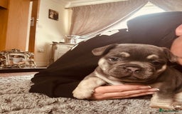 French Bulldog dogs for sale: Stunning French bulldog boy - Image 12