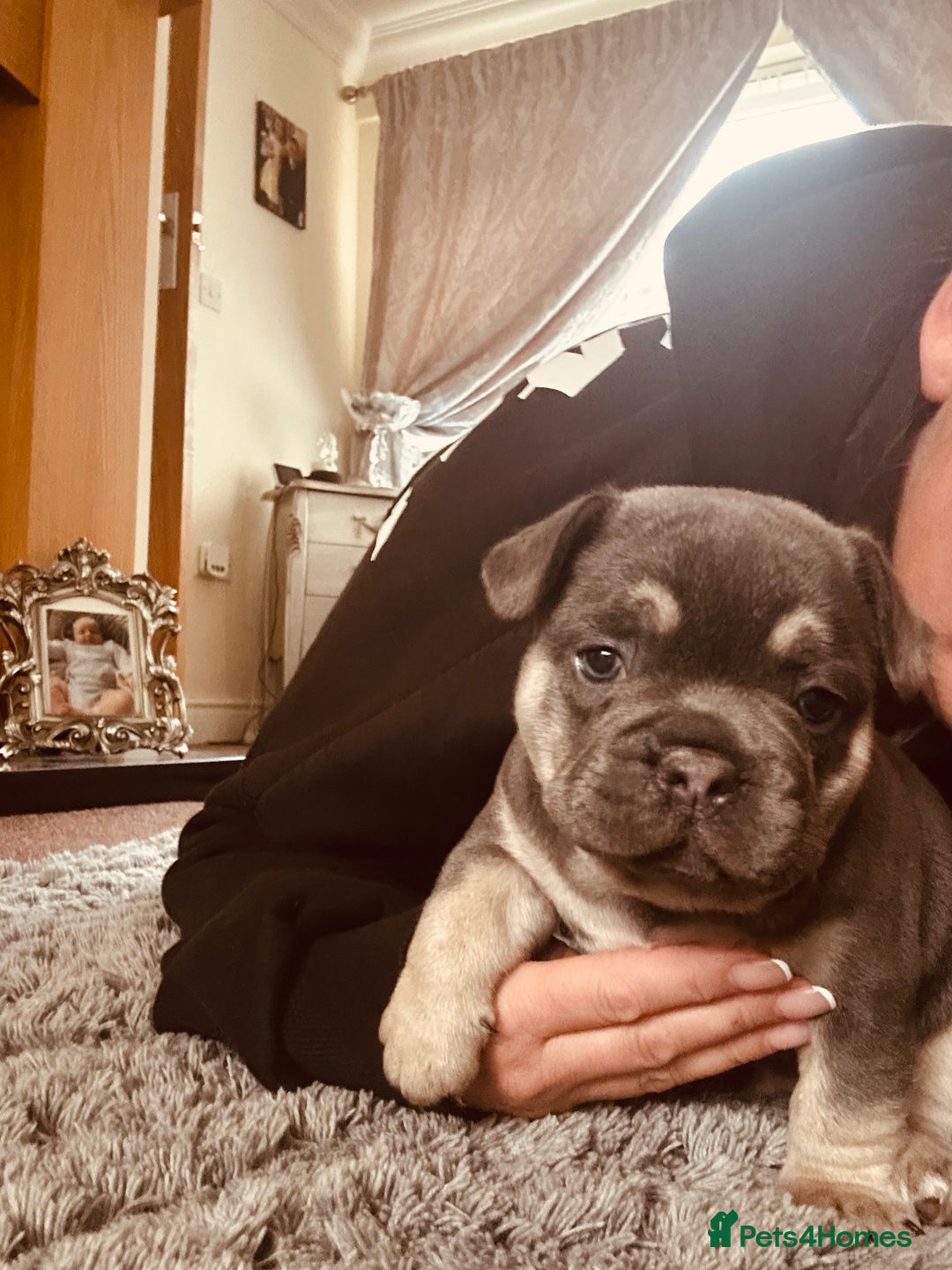 French Bulldog dogs for sale: Stunning French bulldog boy - Image 12