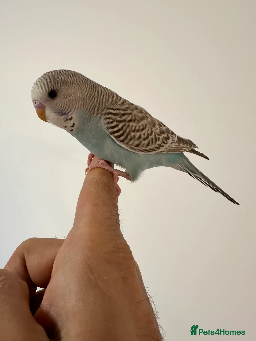 Budgerigars birds for sale: Baby Budgies Tamed/Semi Tamed - Advert 8