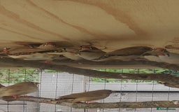 Finches birds for sale: Zebra finches - Image 3