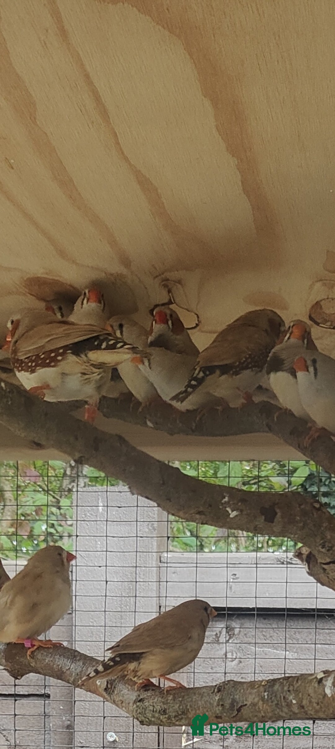 Finches birds for sale: Zebra finches - Image 3