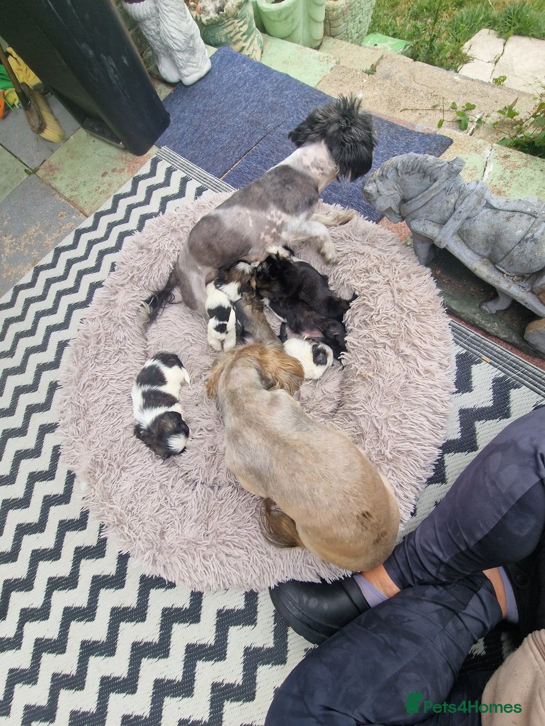 Shih Tzu dogs for sale: wonderful puppies  - Image 19
