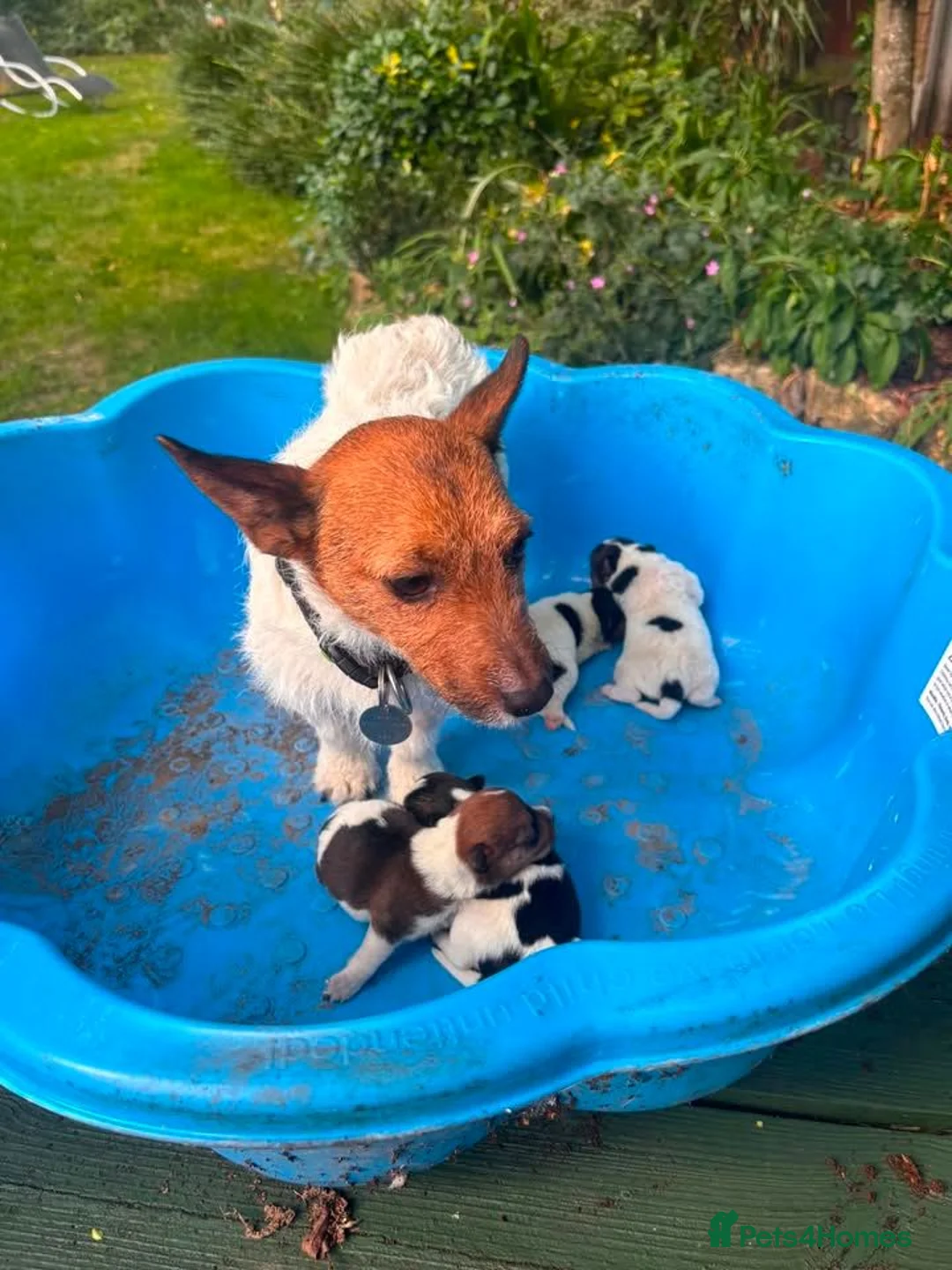 Jack Russell dogs for sale: Jack Russell dog puppy  in York - Advert 9
