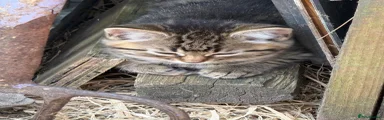 Mixed Breed 1