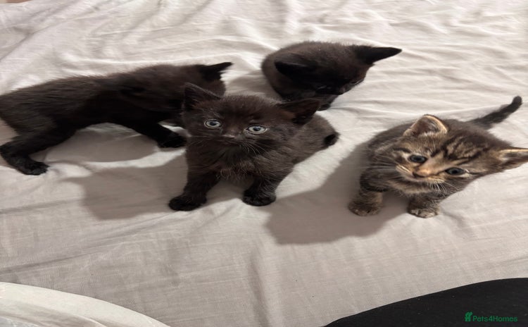 British Shorthair cats - Advert 3