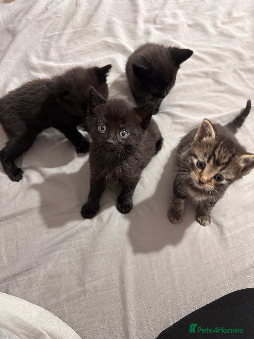 British Shorthair cats for sale: 3 black and 1 tabby looking for a home - Image 1