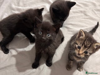 British Shorthair cats - Advert 3
