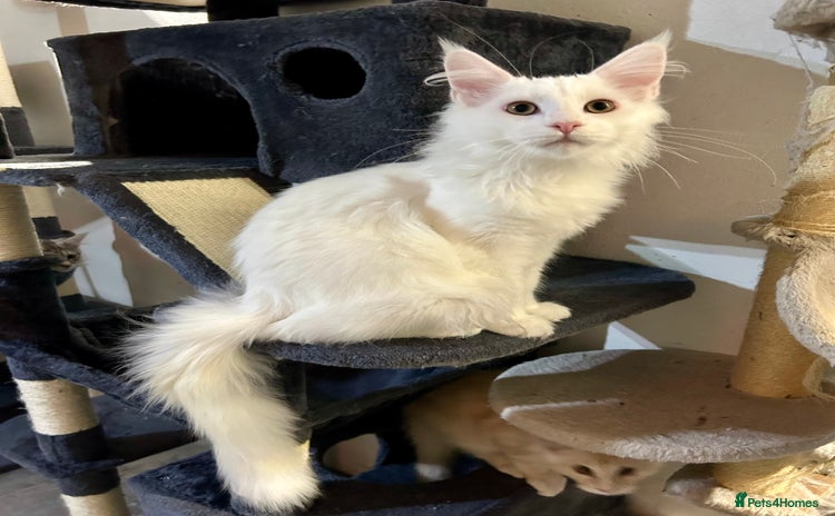 Maine Coon cats - Advert 14