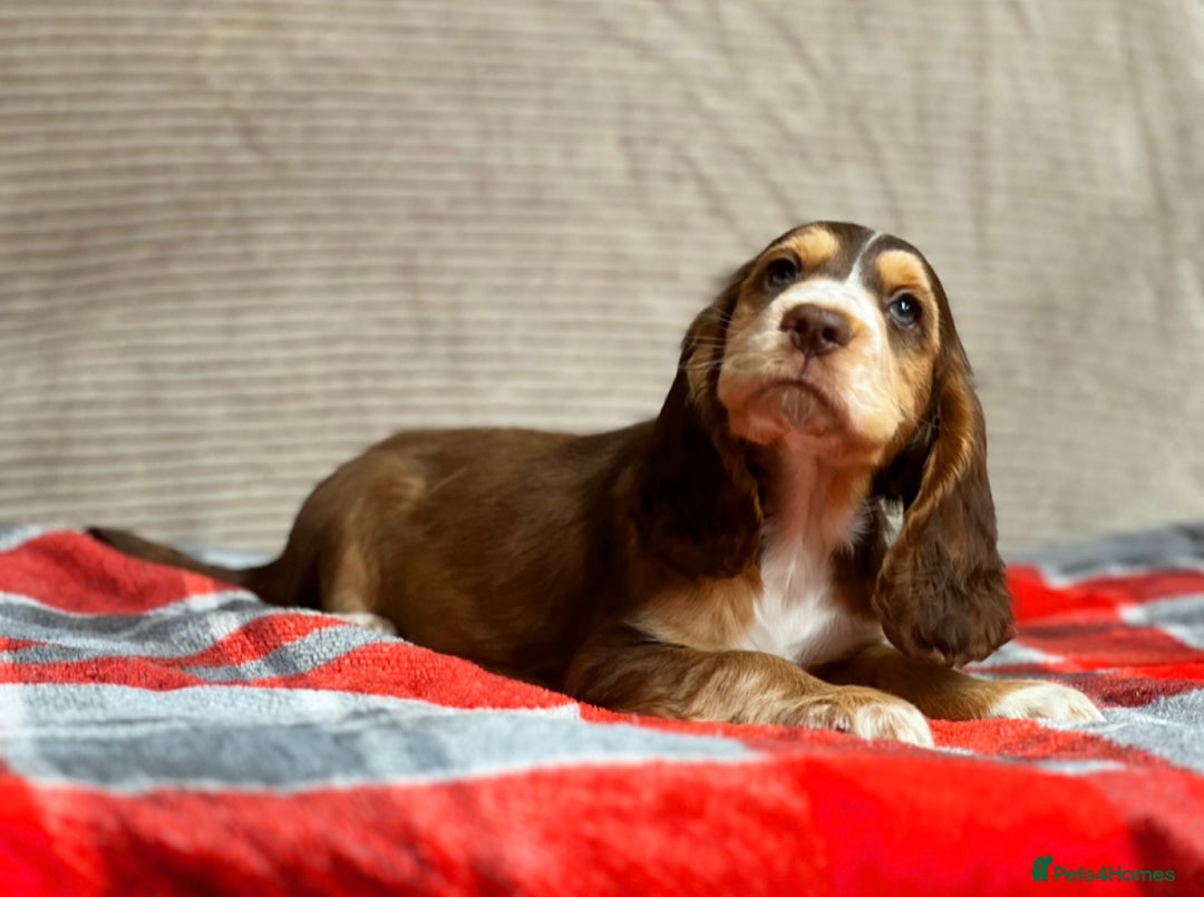 Cocker Spaniel dogs for sale: STUNNING COCKER SPANIEL PUPPIES  - Image 20