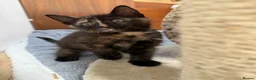 Mixed Breed cats for sale: British Shorthair/ Russian Blue cross kittens.  - Advert 11