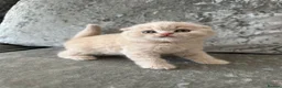 Scottish Fold cats for sale: 🦉Scottish Fold & Scottish Straights TICA REG🦉 - Advert 5