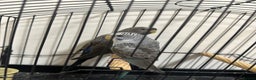 Budgerigars birds for sale: Budgies and cages for sale! - Advert 4