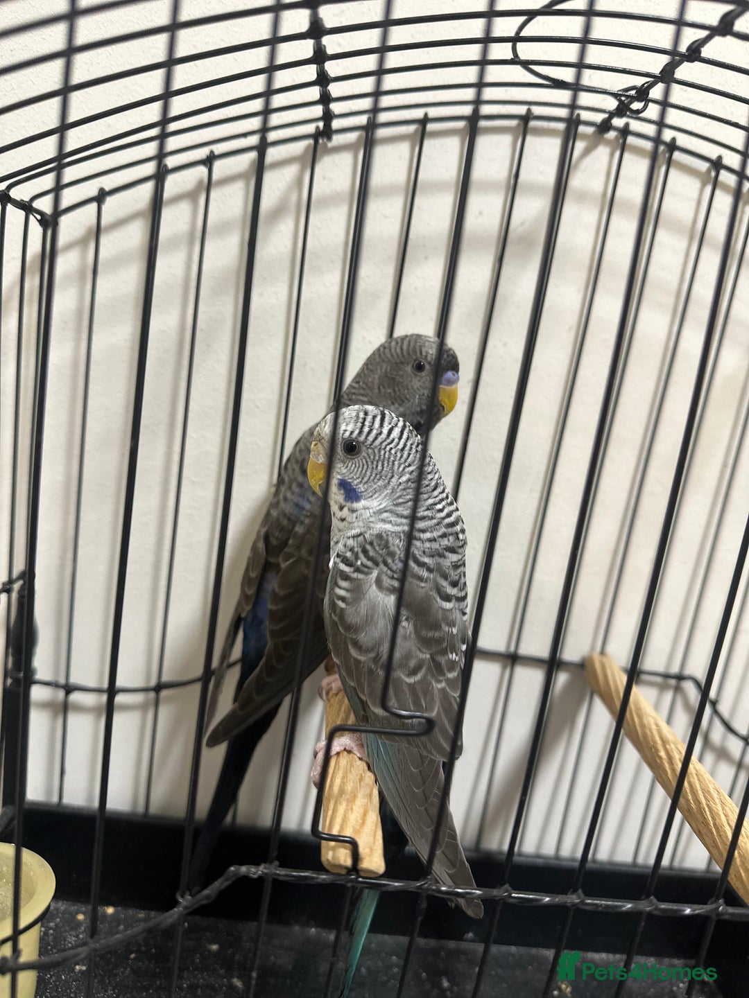 Budgerigars birds for sale: Budgies and cages for sale! - Advert 4