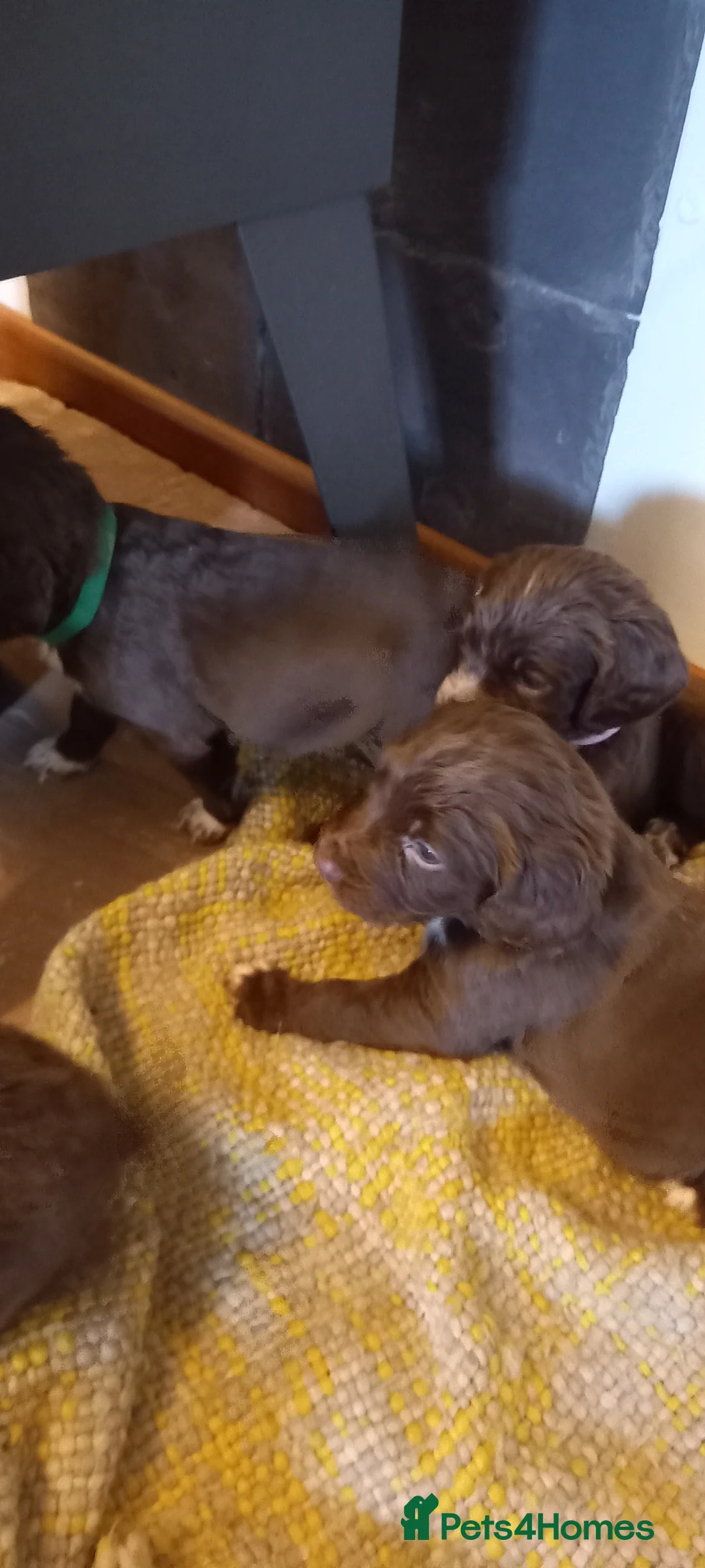 Cocker Spaniel dogs for sale: Gorgeous chocolate cocker spaniels  - Advert 6