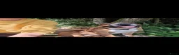 English Bulldog dogs for sale: British bulldog in Wigan - Advert 9
