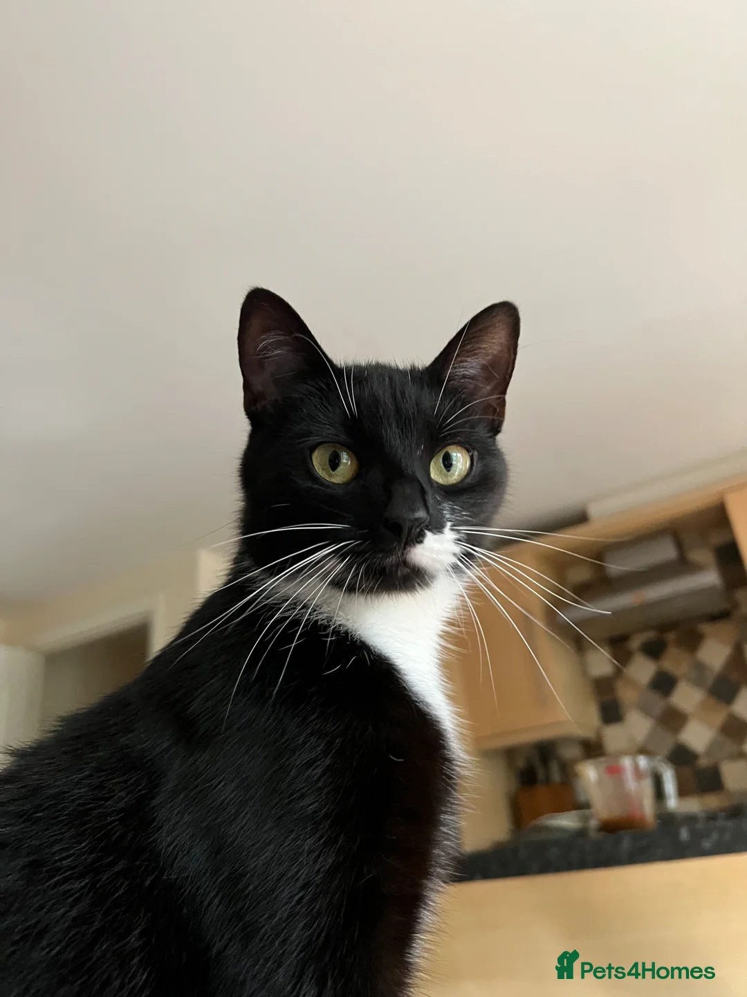 British Shorthair cats for sale: 4 YO Female Cat Looking for a Loving New Home in Sheffield - Advert 9